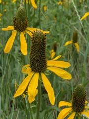 Rudbeckia californica