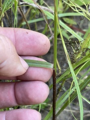 Eragrostis trichodes