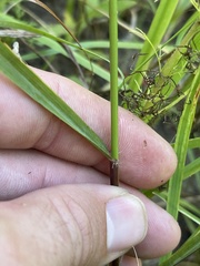 Eragrostis trichodes