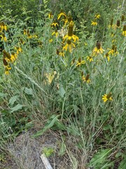 Rudbeckia californica