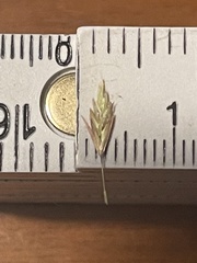Eragrostis trichodes