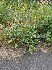 Rudbeckia californica