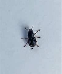 Trigonorhinus rotundatus