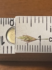 Eragrostis trichodes