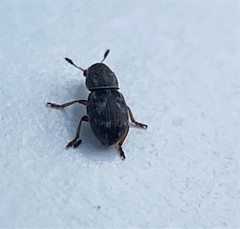 Trigonorhinus rotundatus
