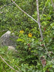 Rudbeckia californica