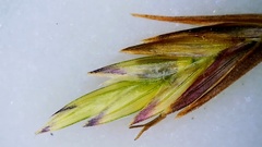 Eragrostis trichodes