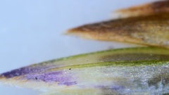 Eragrostis trichodes