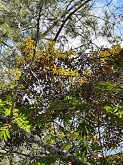 Persea krugii
