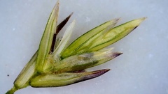 Eragrostis trichodes