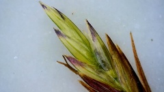 Eragrostis trichodes