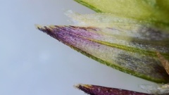 Eragrostis trichodes