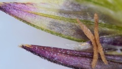 Eragrostis trichodes