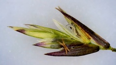 Eragrostis trichodes