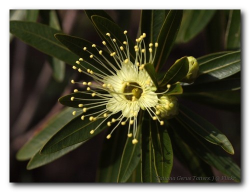 Cream Dancer (Xanthostemon verticillatus)
