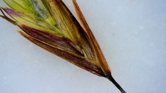 Eragrostis trichodes