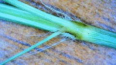 Eragrostis trichodes