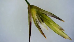 Eragrostis trichodes