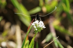 Adela trigrapha