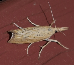 Pediasia dorsipunctellus
