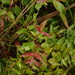 Decaspermum fruticosum - Photo (c) Lauren Gutierrez, some rights reserved (CC BY-ND)