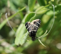 Adela trigrapha