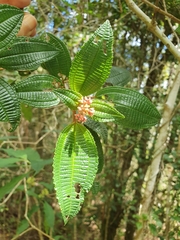 Miconia ferruginea