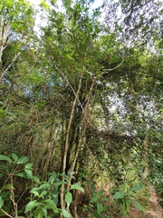 Miconia ferruginea