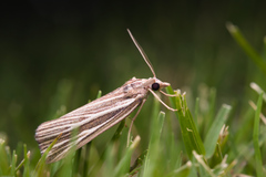 Rhynchopsota delogramma