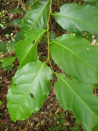 Prunus occidentalis, photograph 2