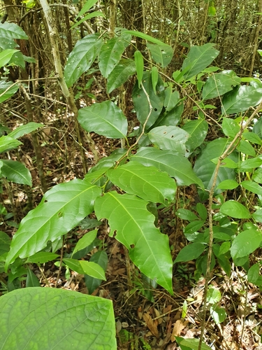 Prunus occidentalis, photograph 3