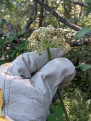 Cnidium cnidiifolium