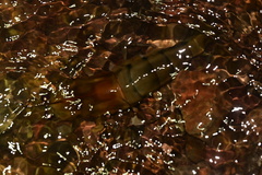 Macrobrachium americanum