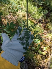 Cnidium cnidiifolium