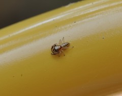 Metaphidippus siticulosus
