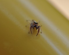 Metaphidippus siticulosus