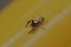 Metaphidippus siticulosus
