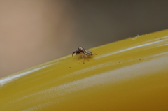 Metaphidippus siticulosus