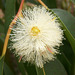 Eucalyptus exserta - Photo (c) Ray Cui,  זכויות יוצרים חלקיות (CC BY-NC-SA)