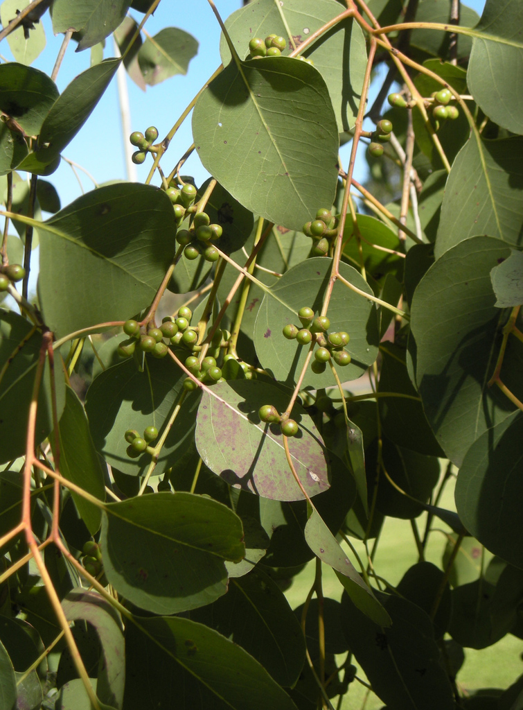 Broad-leaved Poplar Gum