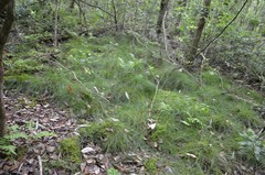 Carex leptalea harperi