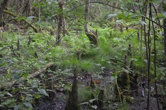 Carex leptalea harperi