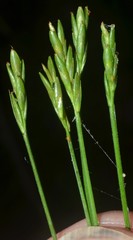 Carex leptalea harperi