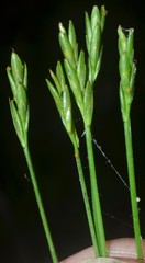 Carex leptalea harperi