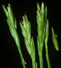 Carex leptalea harperi