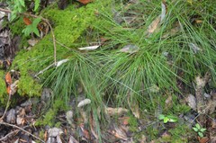 Carex leptalea harperi