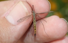 Tipula cahuilla