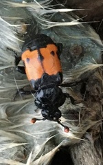 Nicrophorus guttula