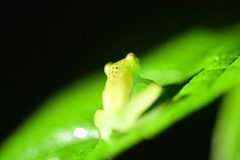 Cochranella granulosa