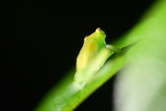 Cochranella granulosa